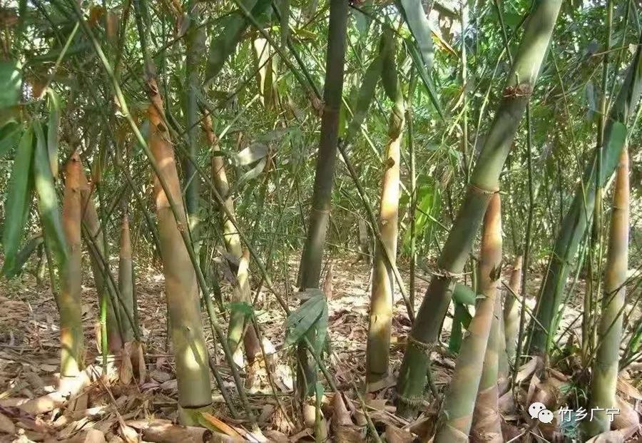 東莞環(huán)保檢測驗(yàn)收 第29頁
