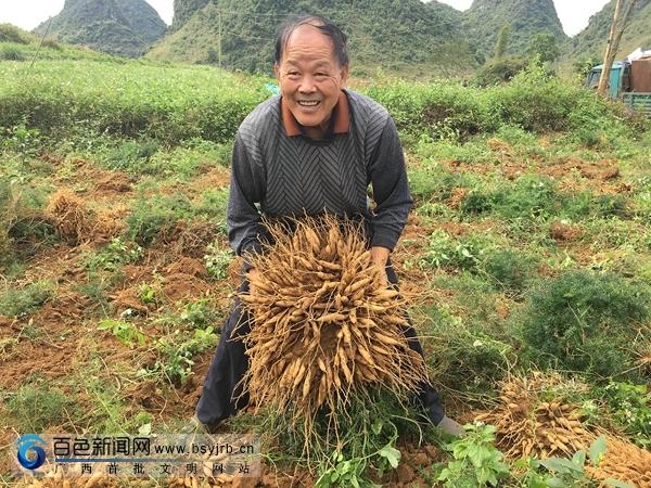 天冬價(jià)格走勢解析，市場趨勢下的多元解讀